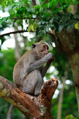 Naklejka na ściany i meble Bali macaque, Bali, Indonesia
