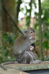 Naklejka na ściany i meble Bali macaques, Bali, Indonesia