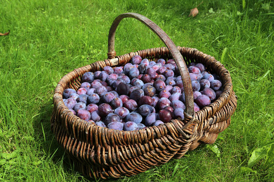 Prunes
