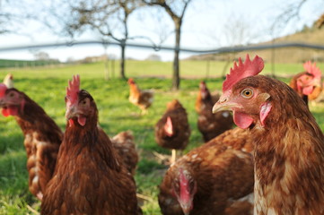 poule de ferme