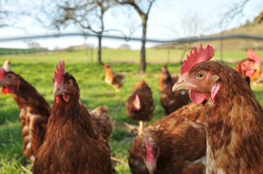 poule de ferme