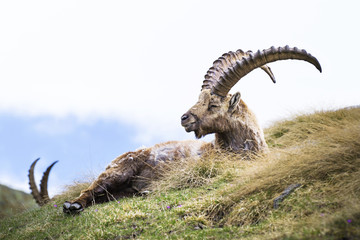 Steinbock. Alpine Ibex, Gran Paradiso National Park, Italy