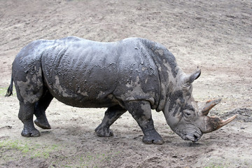Fototapeta premium White Rhinoceros (Ceratotherium simum)