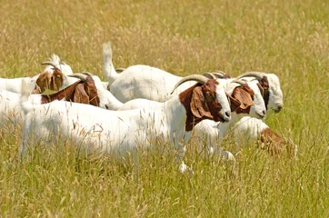 Fotobehang Boar meat goats grazing in a early summer field © ftfoxfoto