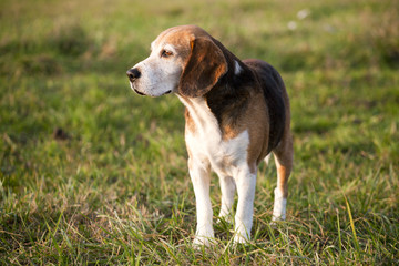 Beautiful purebred smart beagle hunting dog in summer pasture