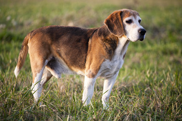 Naklejka na ściany i meble Beautiful purebred smart beagle hunting dog in summer pasture