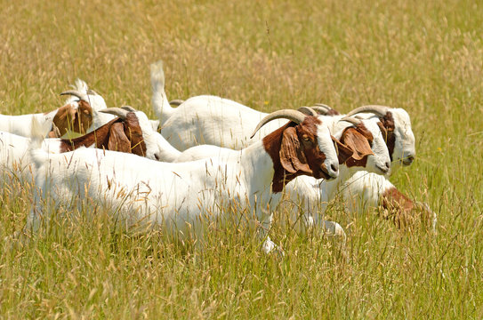 Featured image of post Boer Goat Vector Are you searching for boer goat png images or vector