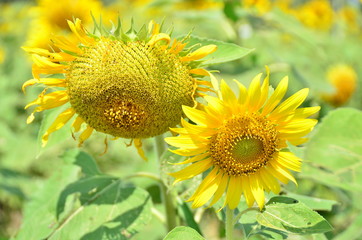 sunflowers