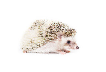 Pygmy Hedgehog