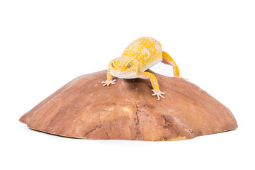 Picture of a leopard gecko on a rock 