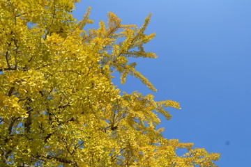 Fototapeta premium イチョウ