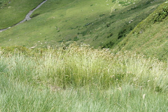 F&eacute;tuque eskia ou le Gispet (Festuca eskia)