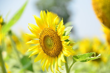 sunflowers