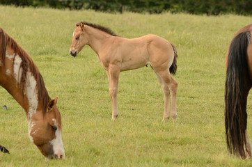 Fototapeta premium American paint mare and colt