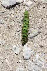 Chenille de paon de nuit ( (Saturnia pavonia)