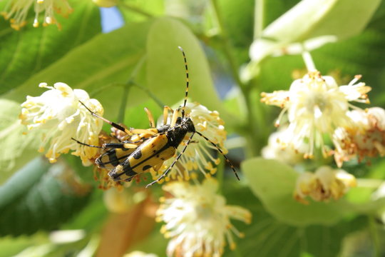  Lepture tachet&eacute; (Rutpela maculata 