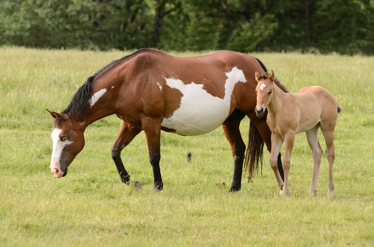 American paint mare and colt
