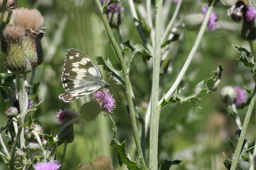 Demi-deuil ou Arge galathée (Melanargia galathea) 