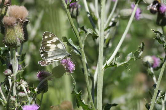Demi-deuil ou Arge galath&eacute;e (Melanargia galathea) 
