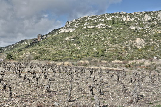 Vigne dans les Corbi&egrave;res,France
