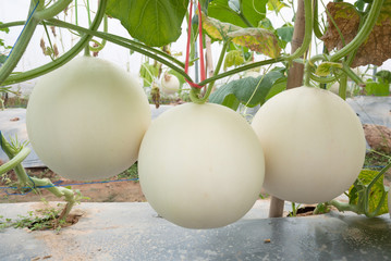 Melon crop