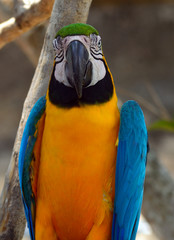 Blue-and-yellow macaw