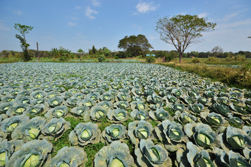 Cabbage field