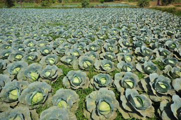 Cabbage field