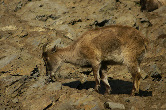 Himalayan tahr on the rocks in the Prague ZOO