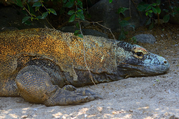 Komodo dragon