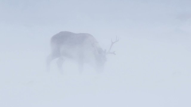 Wild Arctic reindeer in snow blizzard