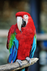 アカコンゴウインコ