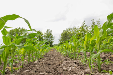 Corn field agriculture