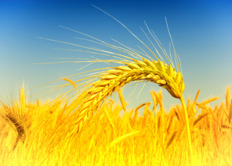 wheat closeup