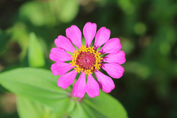 Fototapeta premium pink zinnia