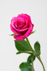 薔薇の花