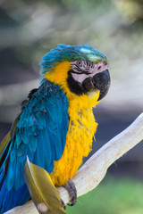 ルリコンゴウインコ