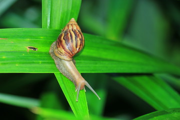 The slow snail on a leaf.