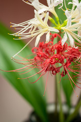 Obraz premium 彼岸花