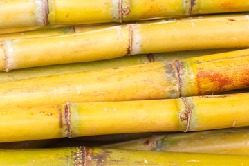 tiges de cannes à sucre