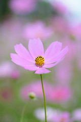 コスモス
