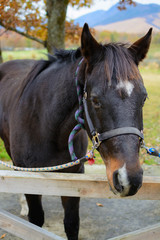 Obraz premium 馬のポートレート