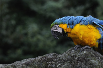 ルリコンゴウインコ