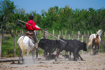 Gardian en Camargue, Bouches-du-Rhône, Gard, Occitanie, France.