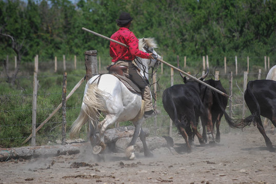 Gardian en Camargue