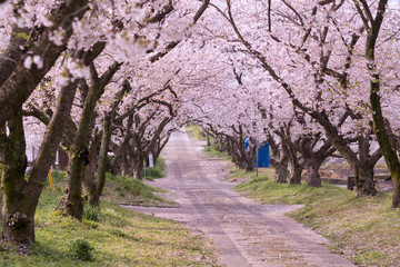 桜のアーチ