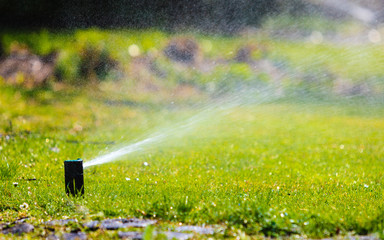 Gardening. Lawn sprinkler spraying water over grass. - obrazy, fototapety, plakaty