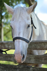 馬のポートレート