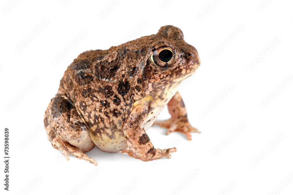 Wall mural African sand frog (Tomopterna cryptotis) on white