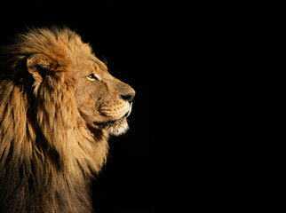 Portrait of a big male African lion on black - obrazy, fototapety, plakaty